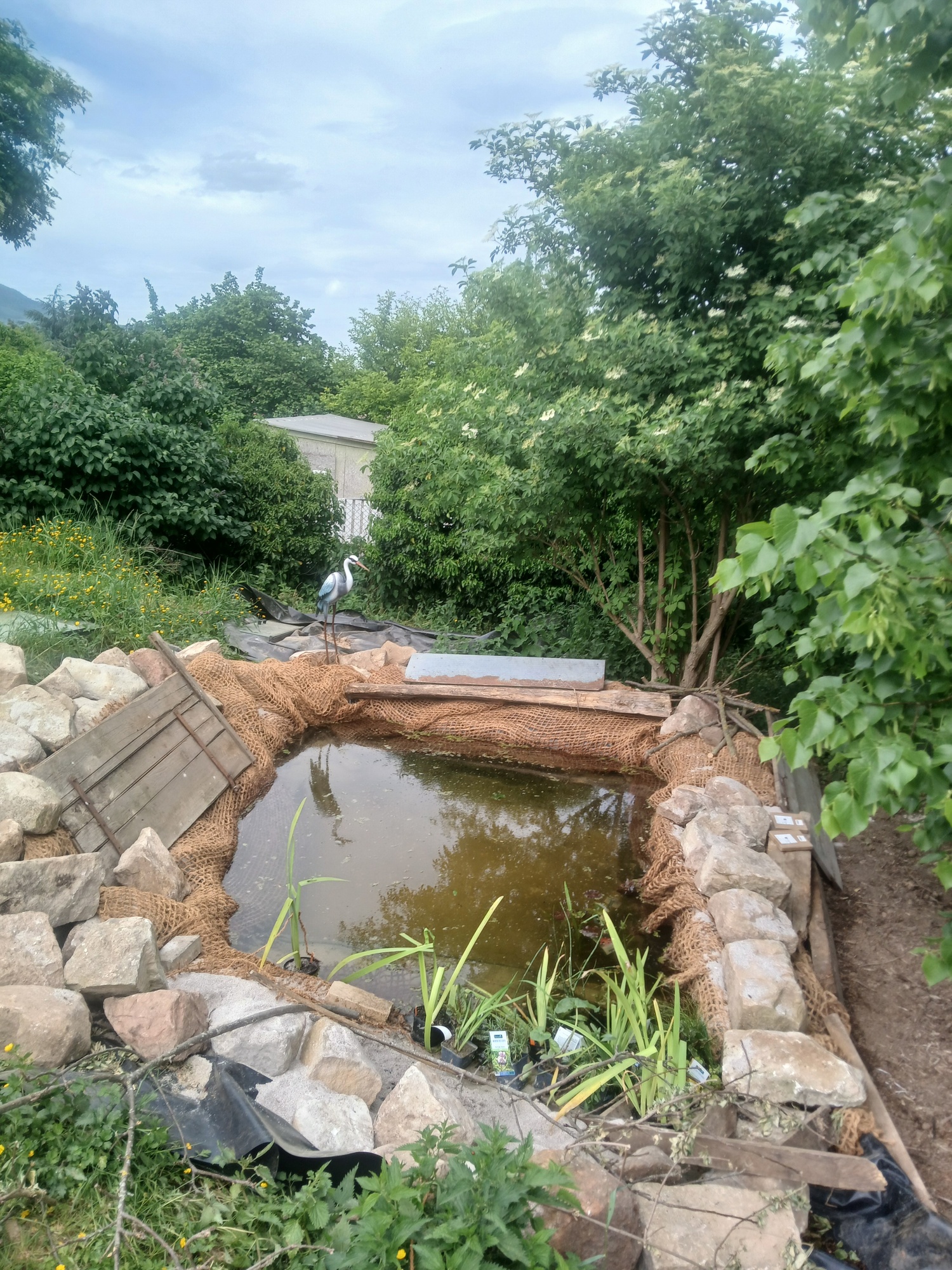 Le bassin du jardin, Epfig